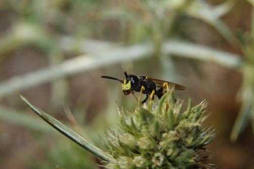 Philanthus triangulum